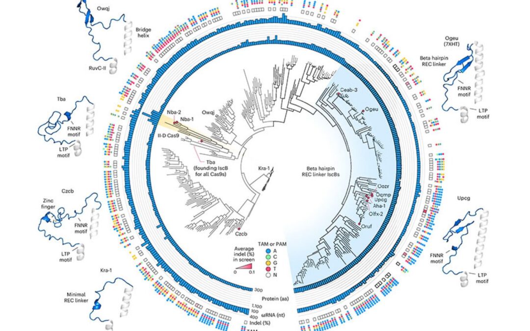 phylogenetic tree jpg