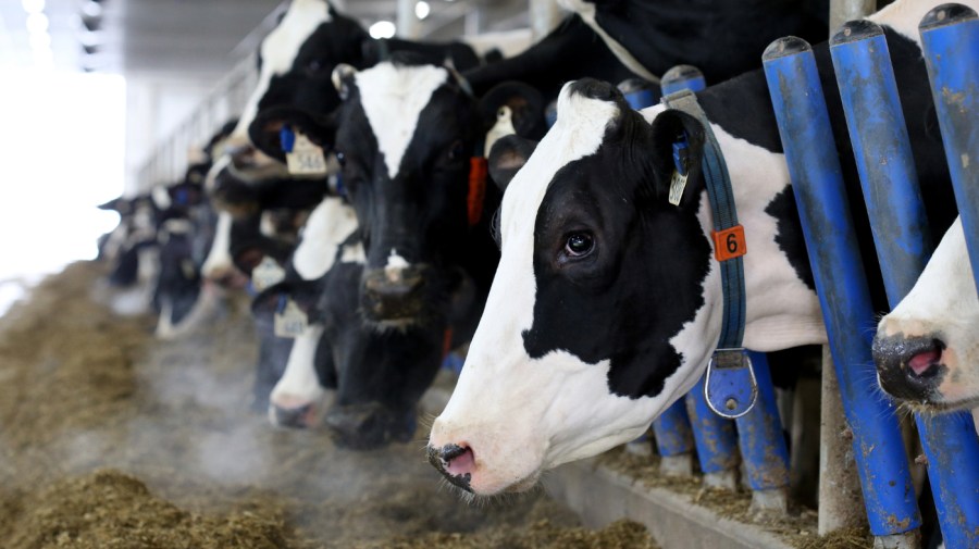 Canada is doubling its dairy tariffs ahead of talks with Trump