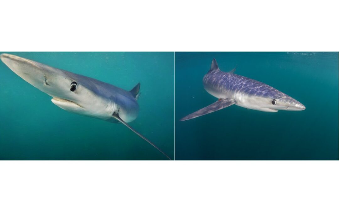 Merge AI and underwater photography to reveal the hidden ocean world | MIT News